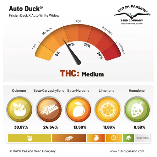 Auto Duck terpenes and cannabinoids